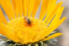 Andrena balsamorhizae