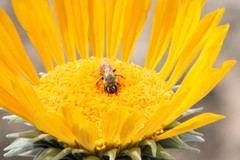 Andrena balsamorhizae