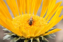 Andrena balsamorhizae