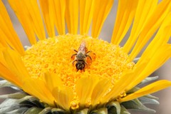 Andrena balsamorhizae