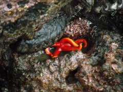 Henricia leviuscula
