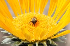 Andrena balsamorhizae