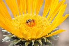 Andrena balsamorhizae