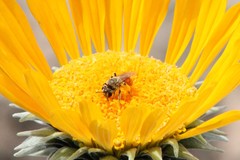 Andrena balsamorhizae