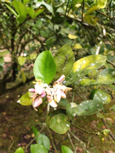 Foto de Limão