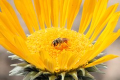 Andrena balsamorhizae