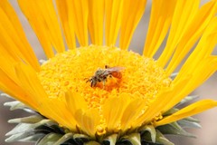 Andrena balsamorhizae