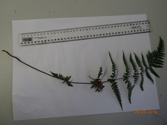 Hypolepis rufobarbata