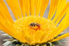 Andrena balsamorhizae