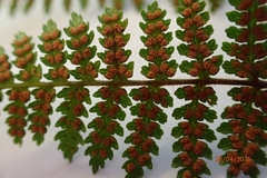 Hypolepis rufobarbata