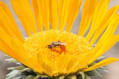 Andrena balsamorhizae