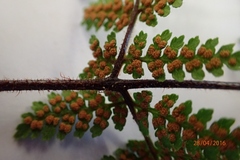 Hypolepis rufobarbata