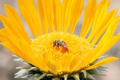 Andrena balsamorhizae