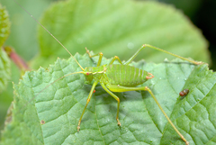 Barbitistes serricauda