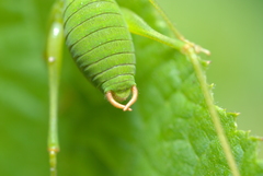 Barbitistes serricauda