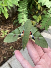 Sphinx moth caterpillar (Eumorpha)