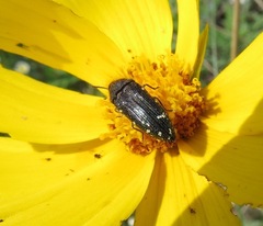 Acmaeodera ornatoides