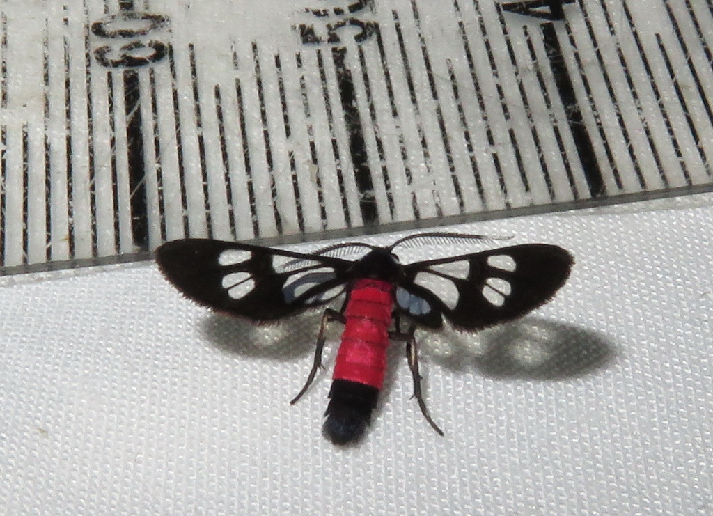 Amata leopoldi