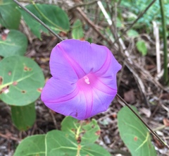 Ipomoea indica