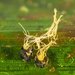 Graphiola phoenicis - Photo (c) Bevan Weir,  זכויות יוצרים חלקיות (CC BY), הועלה על ידי Bevan Weir