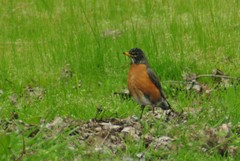 Turdus migratorius propinquus