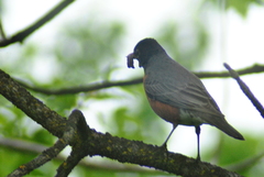 Turdus migratorius propinquus