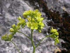 Biscutella laevigata