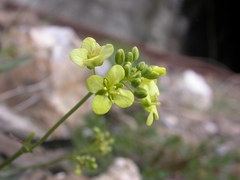 Biscutella laevigata