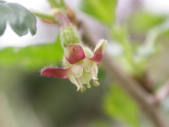 Ribes uva-crispa