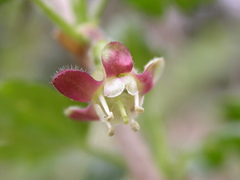 Ribes uva-crispa