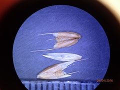 Anthoxanthum cupreum