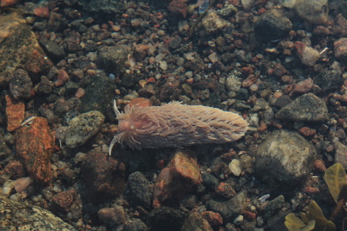 Shag-Rug Aeolis