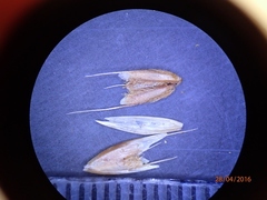 Anthoxanthum cupreum