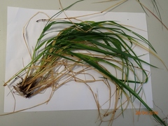 Anthoxanthum cupreum