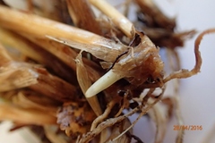 Anthoxanthum cupreum