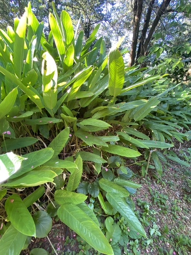 Araruta