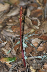 Corallorhiza maculata maculata