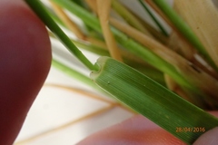 Anthoxanthum cupreum