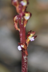 Corallorhiza maculata maculata