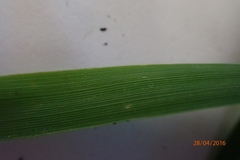 Anthoxanthum cupreum