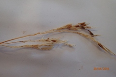 Anthoxanthum cupreum