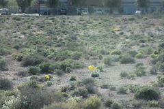 Arctomecon californica