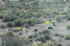 Arctomecon californica