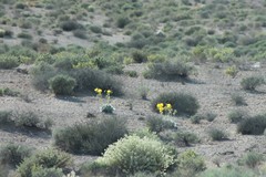 Arctomecon californica