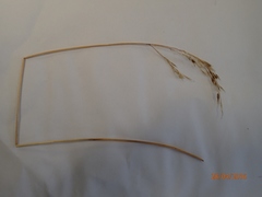 Anthoxanthum cupreum