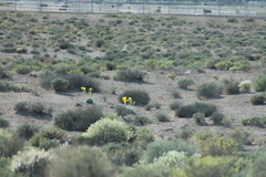 Arctomecon californica