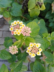 Lantana camara