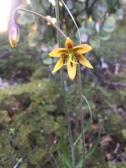 Fritillaria micrantha
