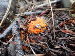 Byssonectria terrestris