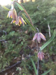 Fritillaria micrantha